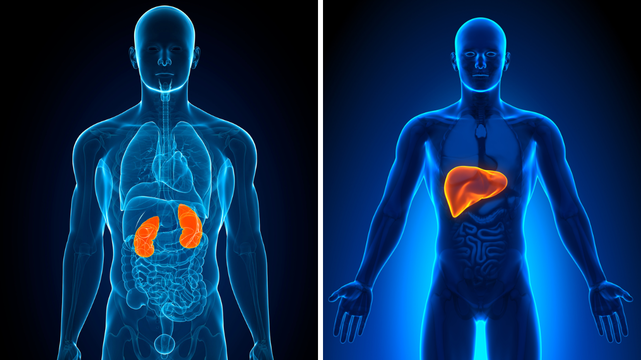 Kidney and Liver Maintenance Attunement