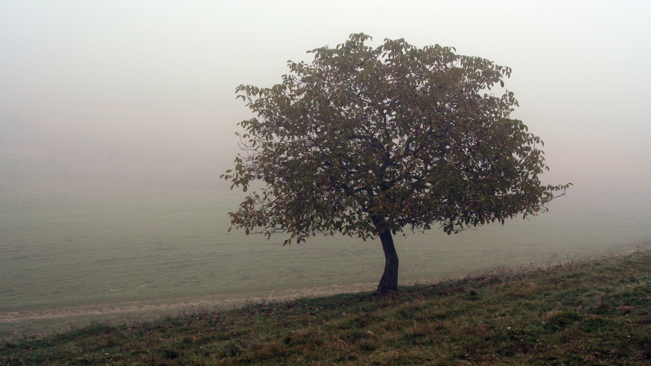 Ebook: Healing the Ancestral Tree: Embracing Wholeness and Freedom